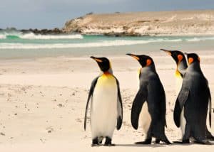 viagem-às-ilhas-malvinas concurso embaixada falkland estudantes