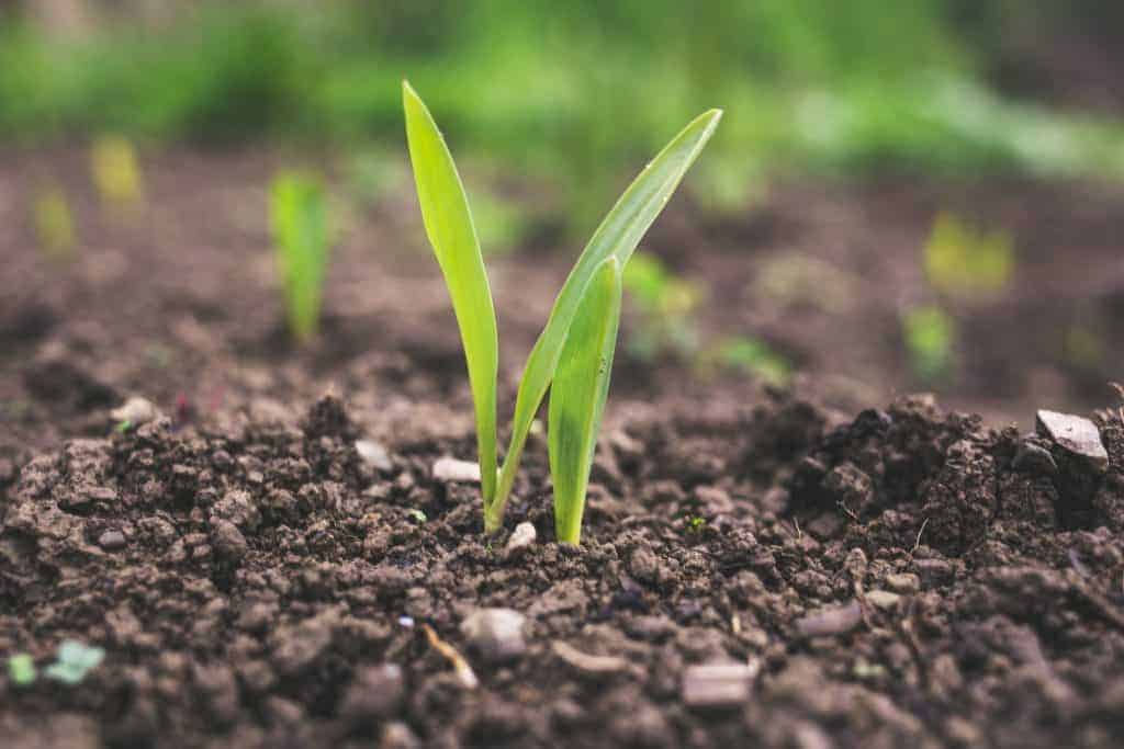 bolsa mestrado em bioeconomia erasmus bioceb