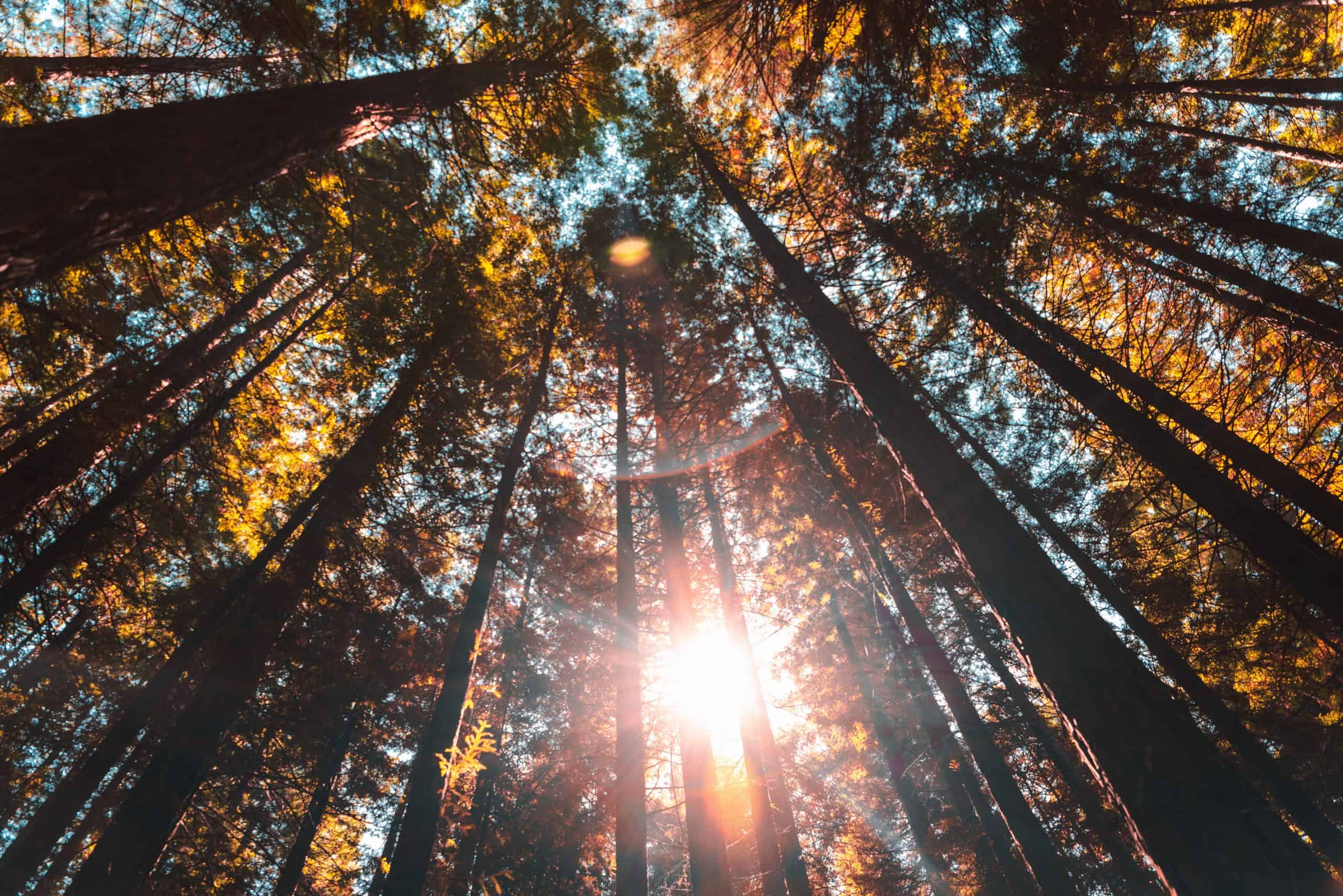 mestrado em ciências florestais meio ambiente epos alemanha